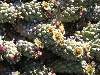 Euphorbia ramiglans